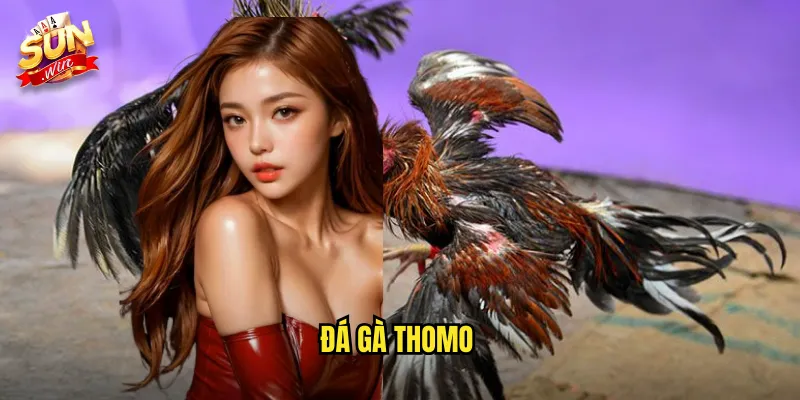 Đá Gà Thomo Sunwin SH - Xem Trực Tiếp Mọi Trận Đấu Đỉnh Cao 3 đá gà thomo