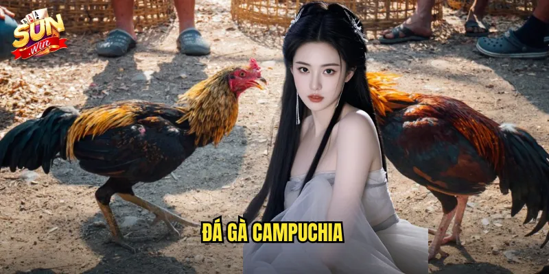 Đá Gà Campuchia Sunwin SH - Trải Nghiệm Trường Gà Nổi Tiếng Đông Nam Á 9 đá gà campuchia