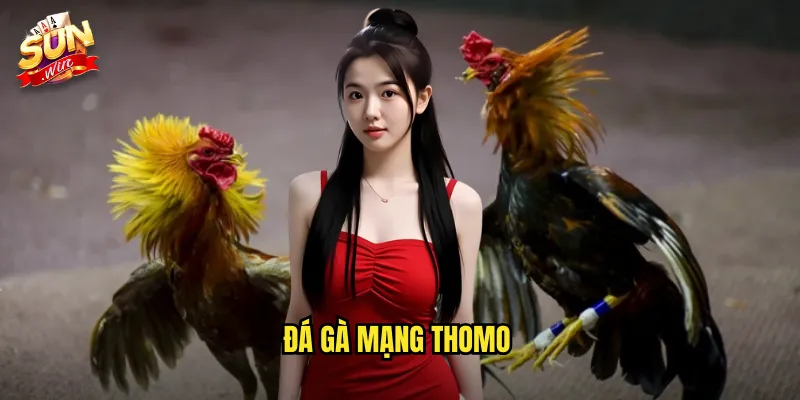 Đá Gà Mạng Thomo Sunwin SH - Kết Nối Trực Tiếp Với Trường Gà Uy Tín 8 đá gà mạng thomo