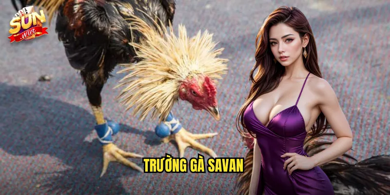 Trường Gà Savan Sunwin SH - Điểm Đến Hàng Đầu Của Giới Mê Đá Gà 1 trường gà Savan