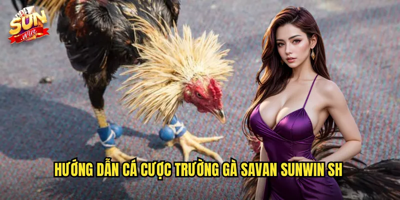 Trường Gà Savan Sunwin SH - Điểm Đến Hàng Đầu Của Giới Mê Đá Gà 3 Hướng dẫn cá cược trường gà Savan Sunwin SH