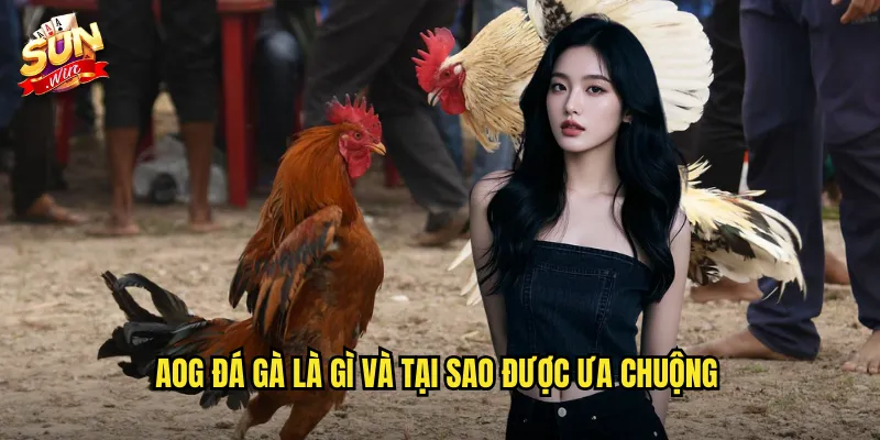 AOG đá gà là gì và tại sao được ưa chuộng