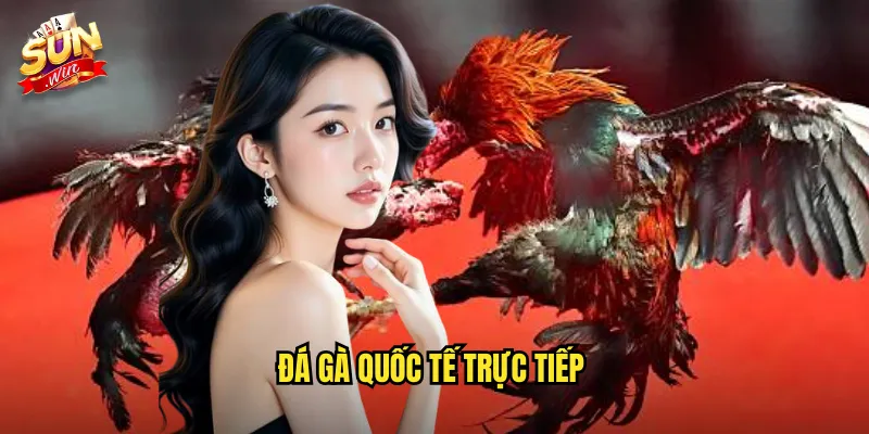 Đá Gà Quốc Tế Trực Tiếp Sunwin SH - Kết Nối Với Trường Gà Toàn Cầu 7 đá gà quốc tế trực tiếp