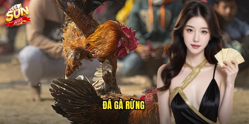 Đá Gà Rừng Sunwin SH - Trải Nghiệm Gà Dã Chiến Với Bản Lĩnh Vượt Trội 4 đá gà rừng