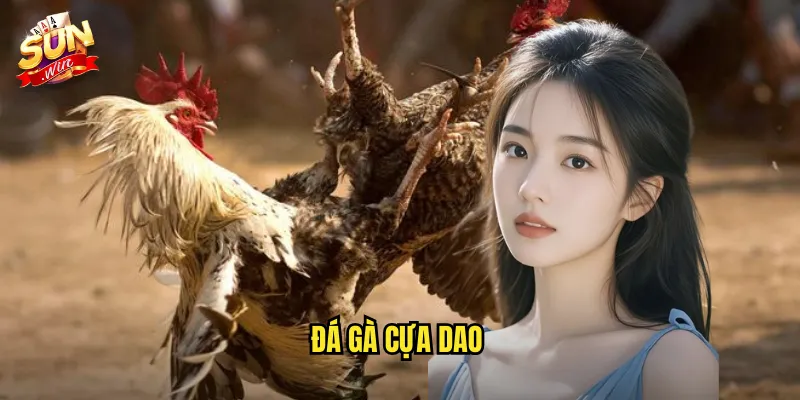 Đá Gà Cựa Dao Sunwin SH - Môn Thể Thao Mạo Hiểm Dành Cho Cao Thủ 6 đá gà cựa dao